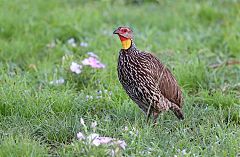 Yellow-necked Francolin